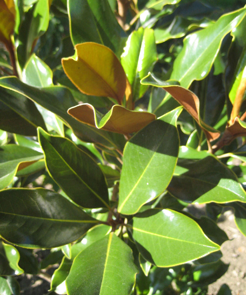 Edith Bogue Southern Magnolia (Magnolia grandiflora 'Edith Bogue') - 3 gallon 24" -Ship Only