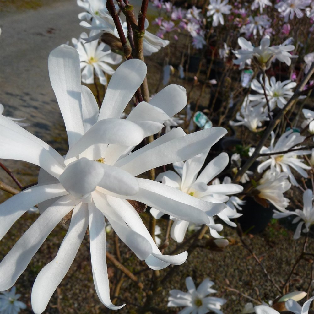 Royal Star Magnolia (Magnolia stellata 'Royal Star') - 3 gallon 24-30" -Ship Only