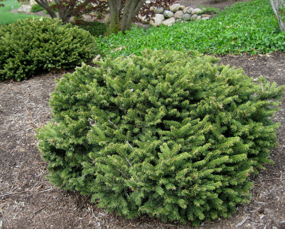 Dwarf Norway Spruce (Picea abies 'Pumila') - 3 gallon 12" -Ship Only