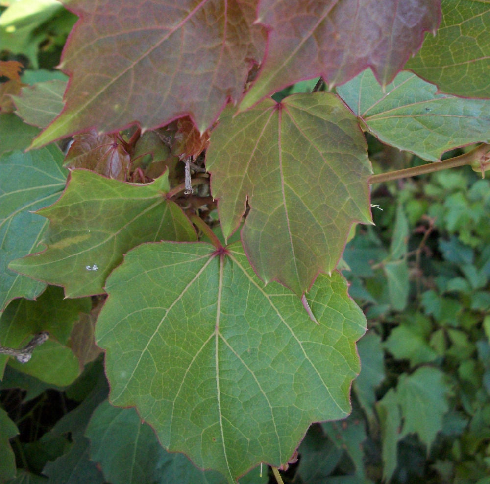 Robusta Boston Ivy (Parthenocissus tricuspidata 'Robusta') - 1 gallon -Ship Only