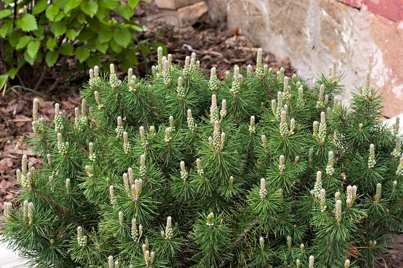 Enci Mugo Pine (Pinus mugo 'Enci') - 1 gallon 12" -Ship Only