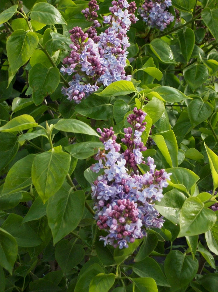 Common Lilac (Syringa vulgaris) - 3 gallon 15" -Ship Only
