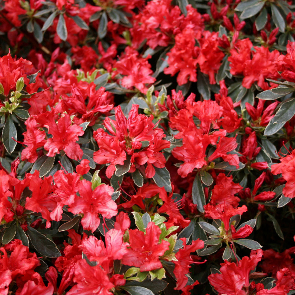 Hot Shot Azalea (Azalea x 'Girard Hot Shot') - 3 gallon 15" -Ship Only