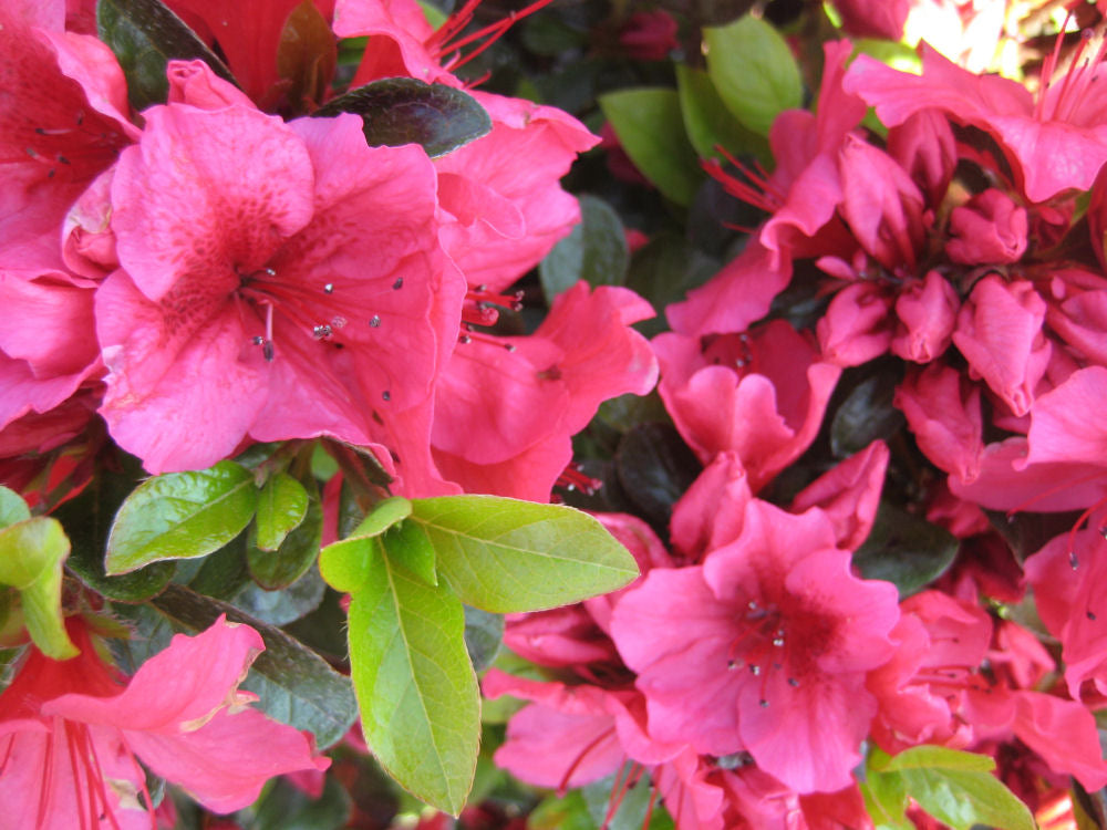Renee Michelle Azalea (Azalea x 'Renee Michelle') - 3 gallon 12" -Ship Only