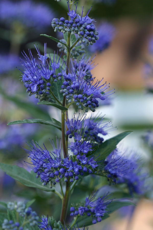 Dark Knight Bluebeard (Caryopteris clandonensis 'Dark Knight') - 2 gallon -Ship Only