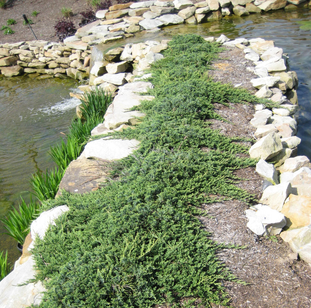 Blue Rug Juniper (Juniperus horizontalis 'Wiltoni') - 1 gallon 8" -Ship Only