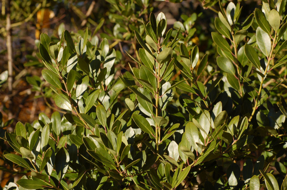 Densa Inkberry Holly (Ilex glabra 'Densa') - 3 gallon 15" -Ship Only