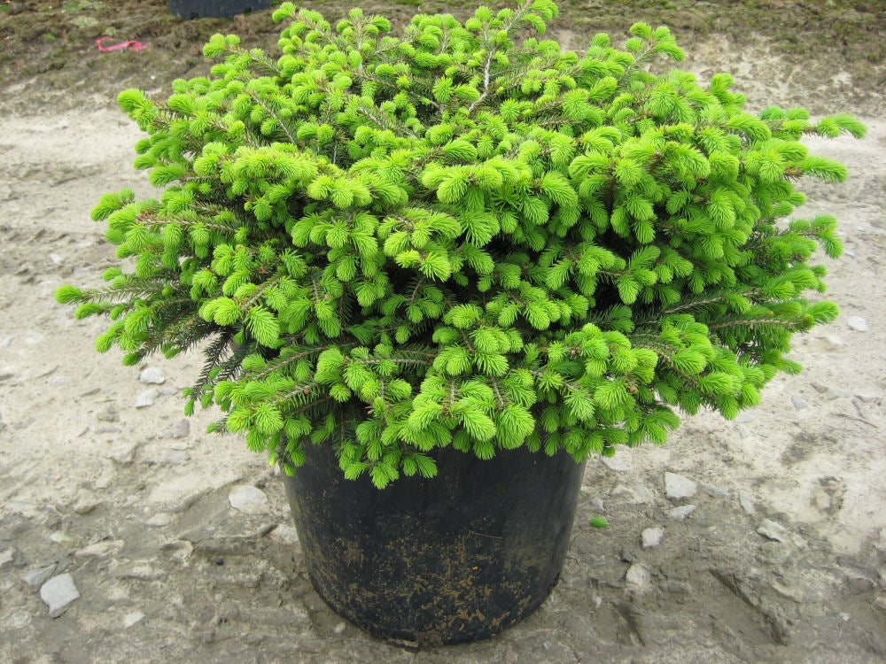 Bird's Nest Spruce (Picea abies 'Nidiformis') - 3 gallon 15" -Ship Only