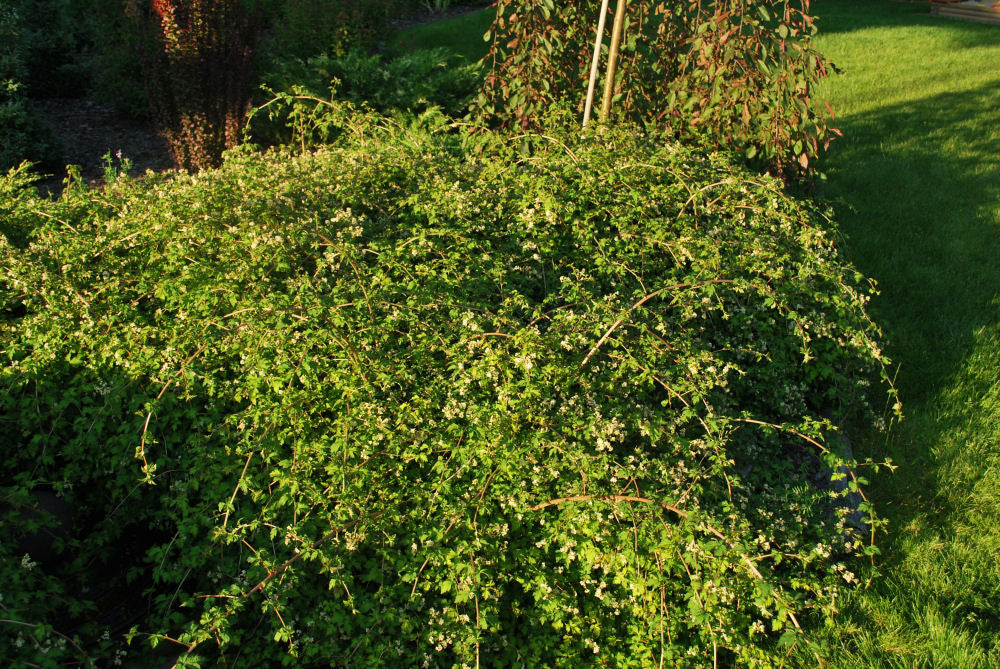 Crispa Cutleaf Stephanandra (Stephanandra incisa 'Crispa') - 2 gallon 12" -Ship Only
