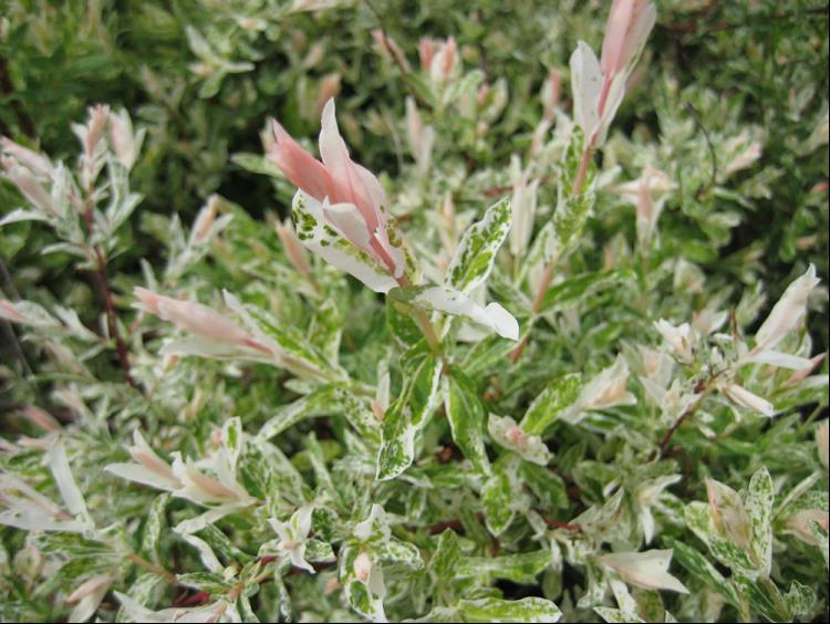 Dappled Willow (Salix integra 'Hakuro Nishiki') - 3 gallon 15" -Ship Only