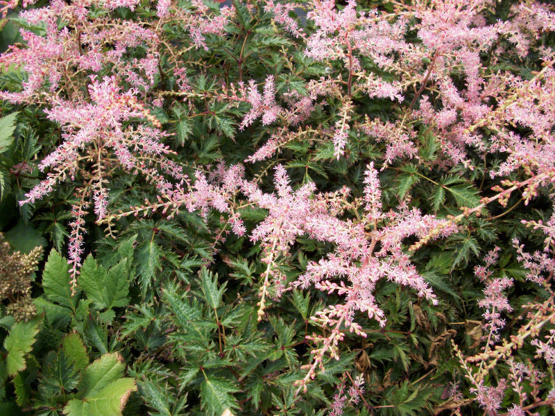 Sim. Sprite Astilbe (Astilbe simplicifolia 'Sprite') - 1 gallon -Ship Only
