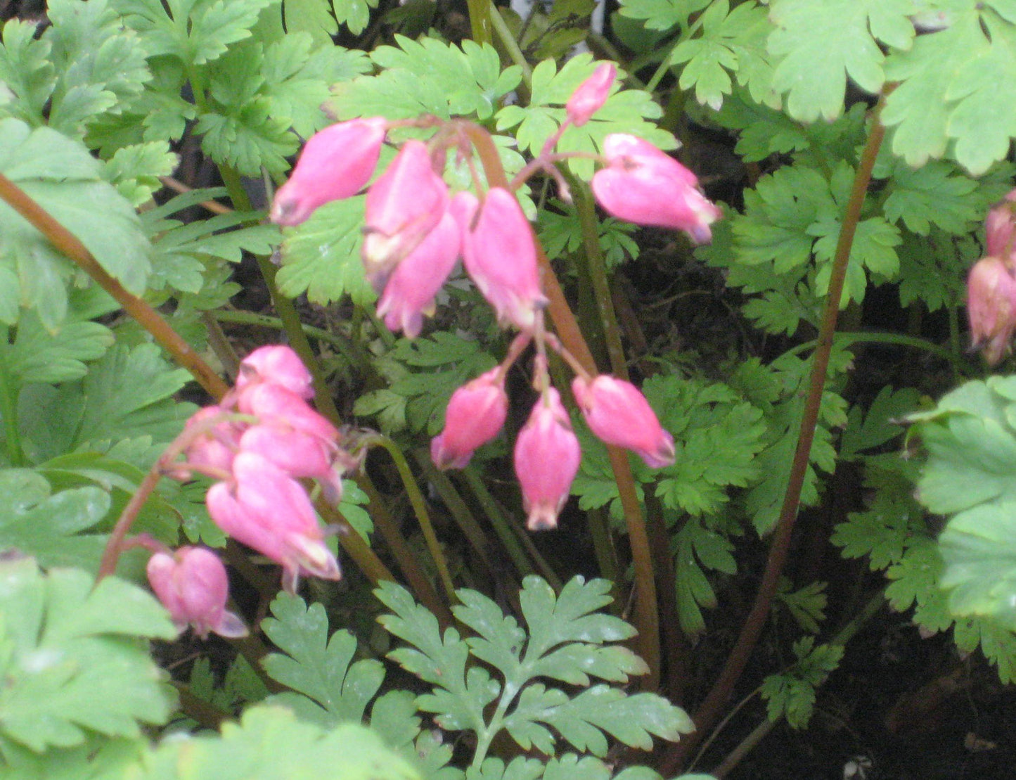Luxuriant Bleeding Heart (Dicentra x 'Luxuriant') - 1 gallon -Ship Only