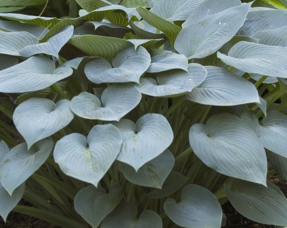 Halcyon Plantain Lily (Hosta halcyon 'Halcyon') - 1 gallon -Ship Only