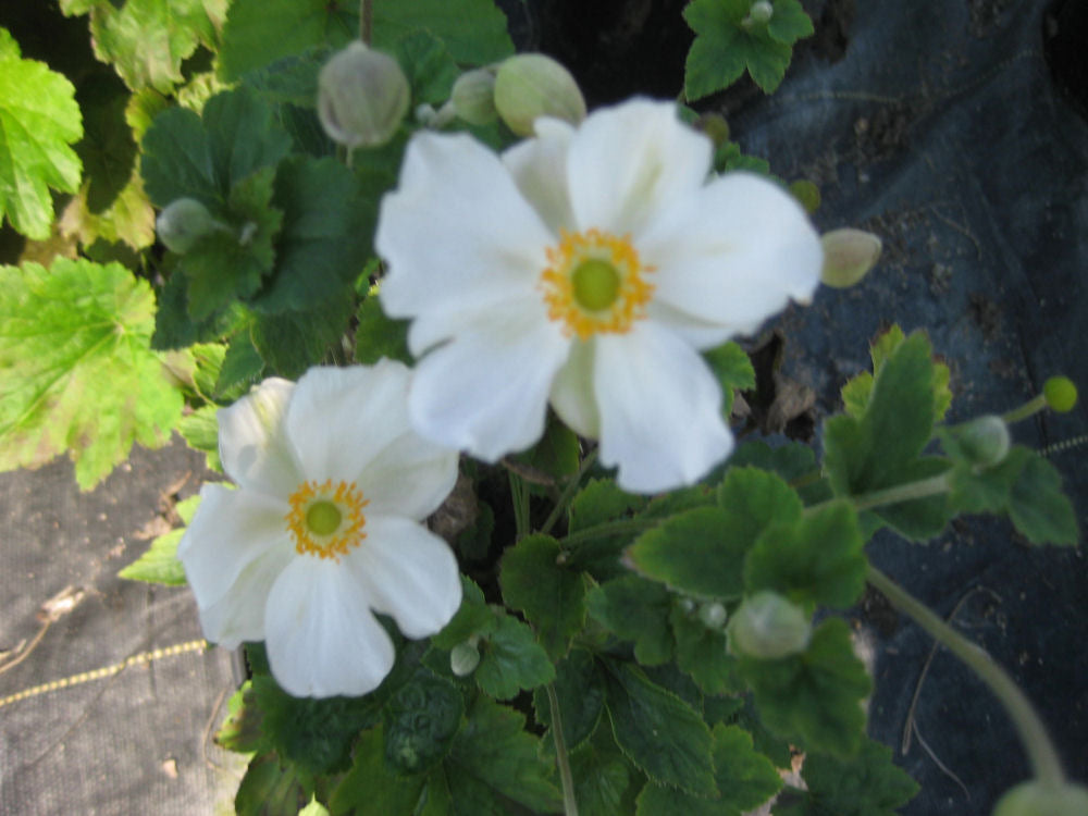 Honorine Jobert Windflower (Anemone x hybrida 'Honorine Jobert') - 1 gallon -Ship Only