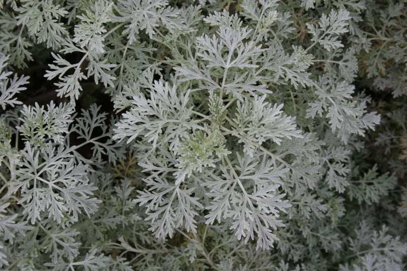 Powis Castle Artemisia (Artemisia x 'Powis Castle') - 1 gallon -Ship Only