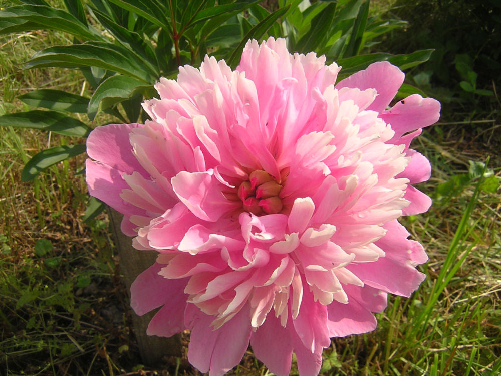 Sarah Bernhardt Peony (Paeonia lactiflora 'Sarah Bernhardt') - 2 gallon -Ship Only