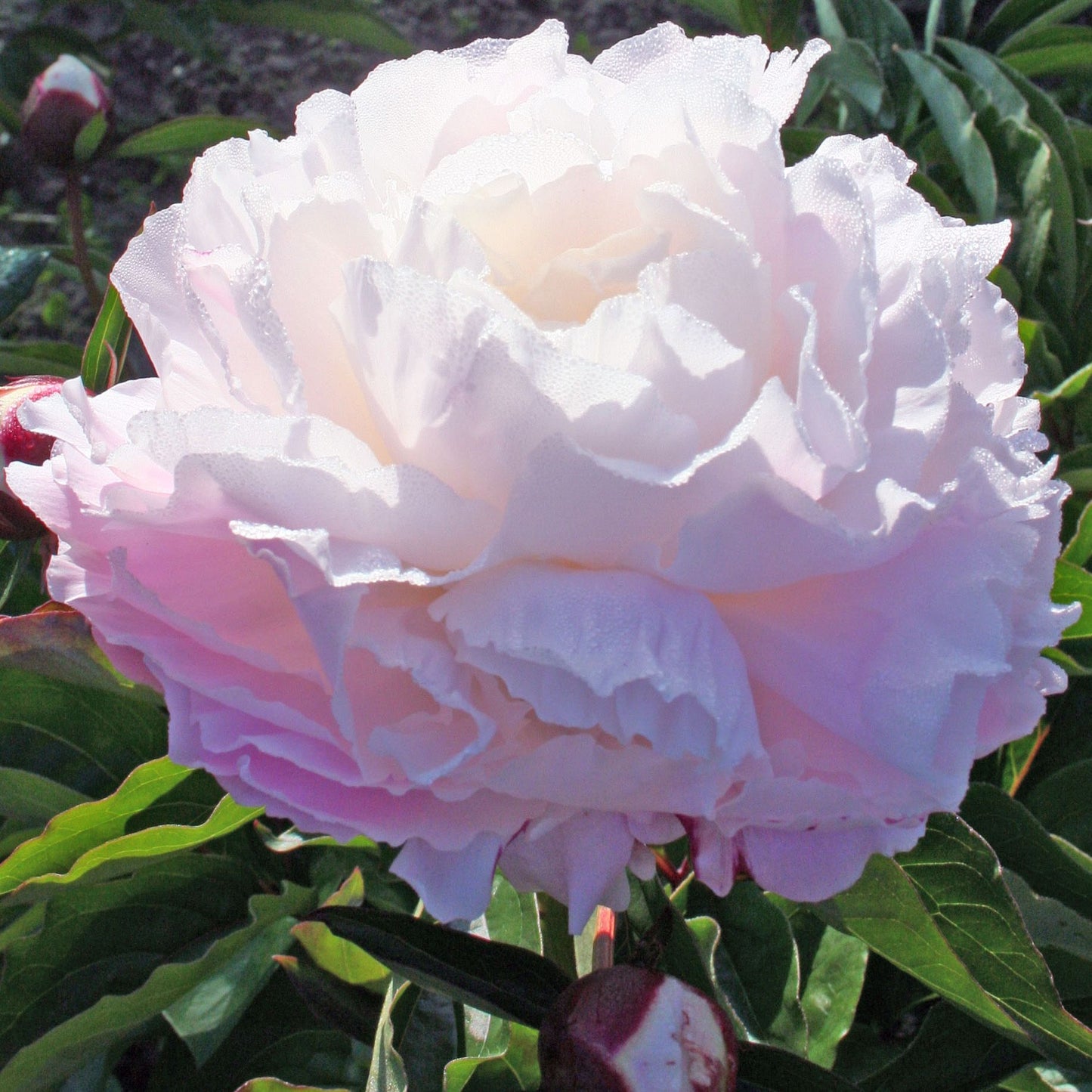 Shirley Temple Peony (Paeonia lactiflora 'Shirley Temple') - 2 gallon -Ship Only