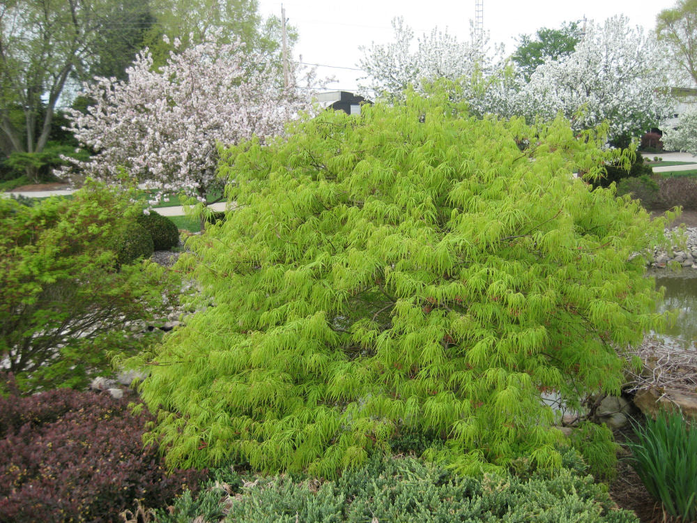 Green Laceleaf Japanese Maple (Acer palmatum var. dissectum 'Viridis') - 3 gallon 15" -Ship Only