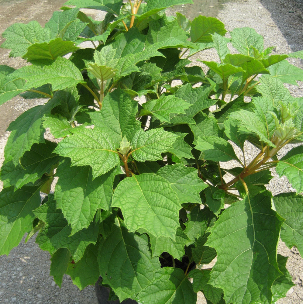 Alice Oak Leaf Hydrangea (Hydrangea quercifolia 'Alice') - 3 gallon 12" -Ship Only