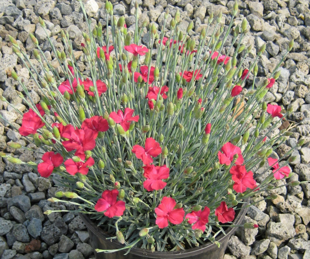 Frosty Fire Pinks (Dianthus gratianopolitanus 'Frosty Fire') - 1 gallon -Ship Only