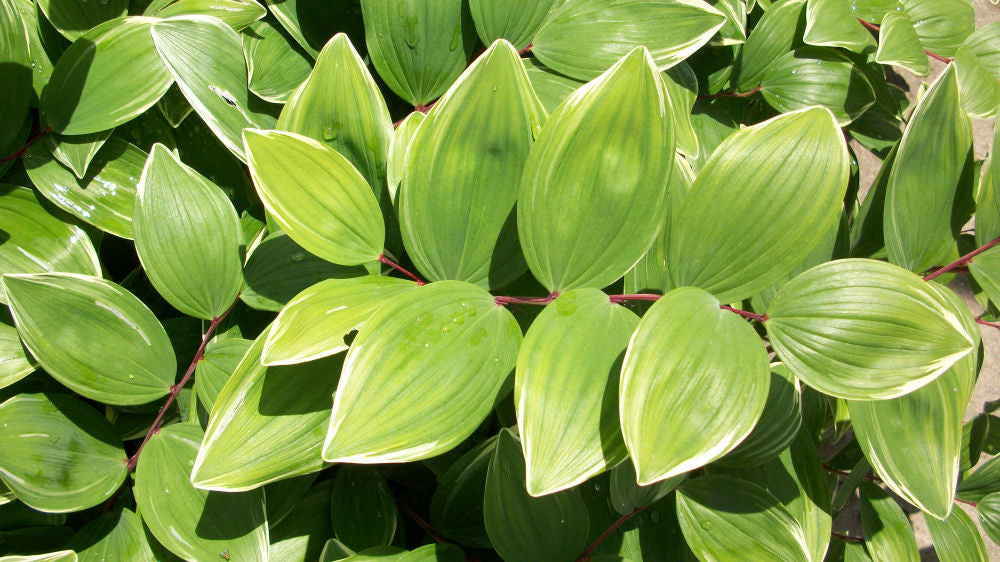Variegated Solomon's Seal (Polygonatum odoratum 'Variegatum') - 1 gallon -Ship Only