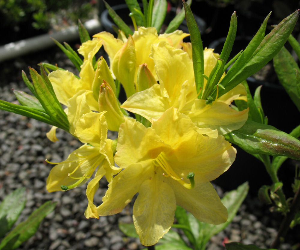 Lemon Light Azalea (Azalea 'Exbury Lemon Lights') - 3 gallon 15" -Ship Only