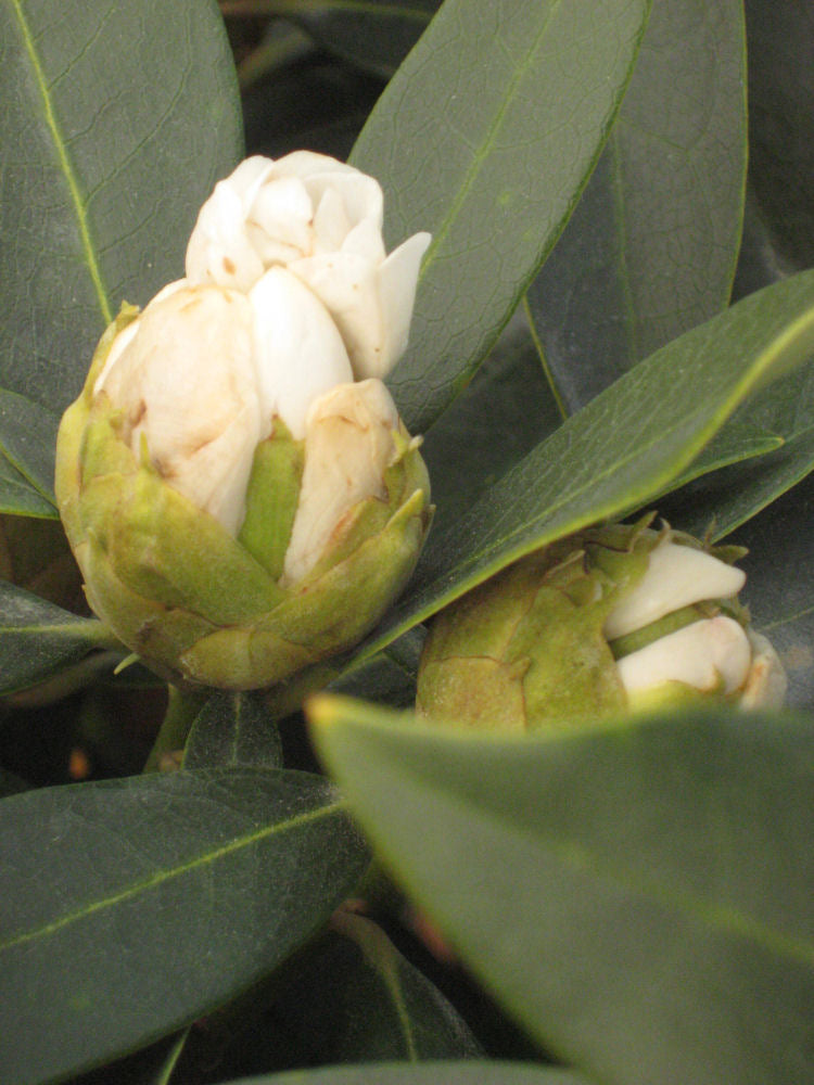 Chionoides Rhododendron (Rhododendron chionoides 'Chionoides') - 3 gallon 15" -Ship Only