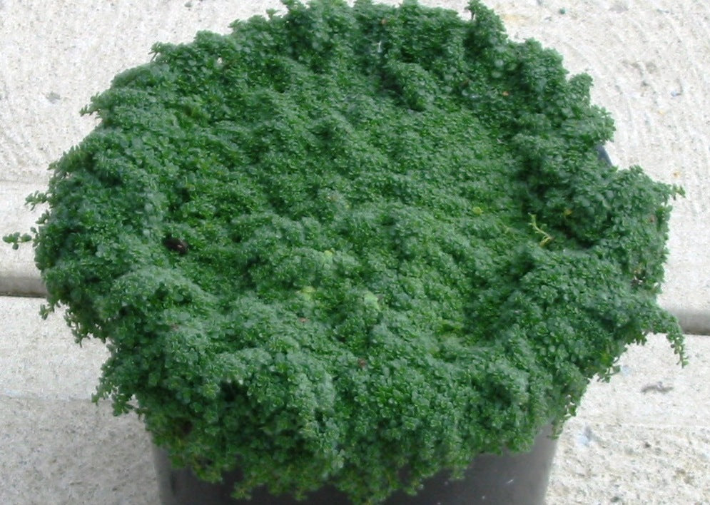 Creeping Thyme 'Elfin' (Thymus serpyllum 'Elfin') - 1 gallon -Ship Only