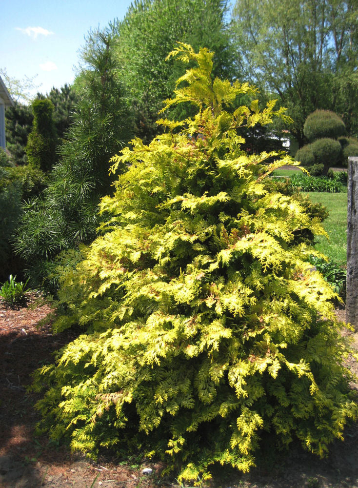 Crippsii Golden False Cypress (Chamaecyparis obtusa 'Crippsii') - 3 gallon 15" -Ship Only