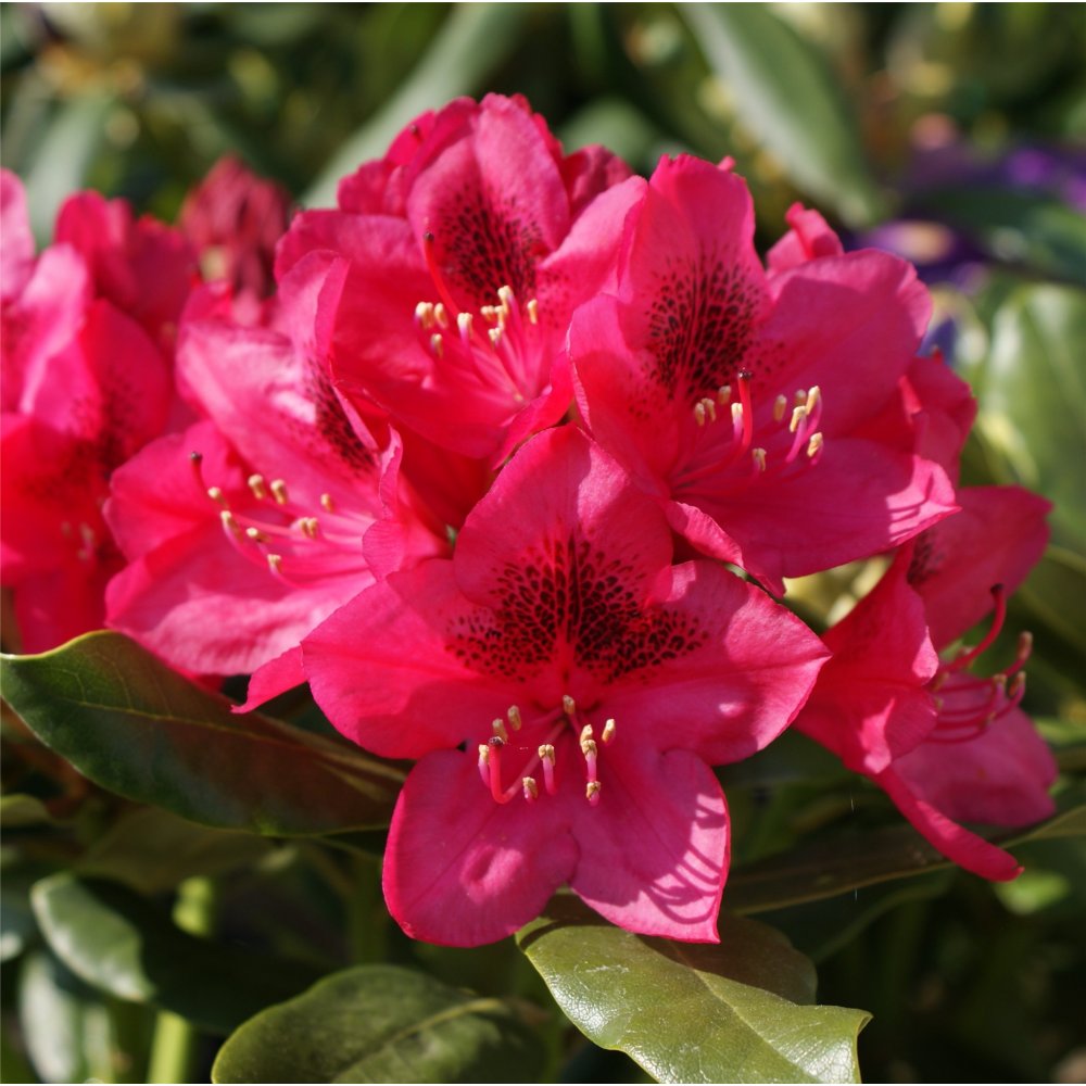 Nova Zembla Rhododendron (Rhododendron nova 'Nova Zembla') - 3 gallon 15" -Ship Only