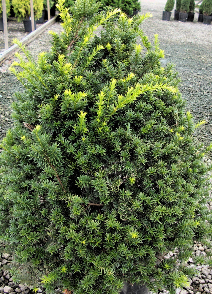 Captain™ Pyramidal Yew (Taxus cuspidata 'Captain') - 3 gallon 18" -Ship Only