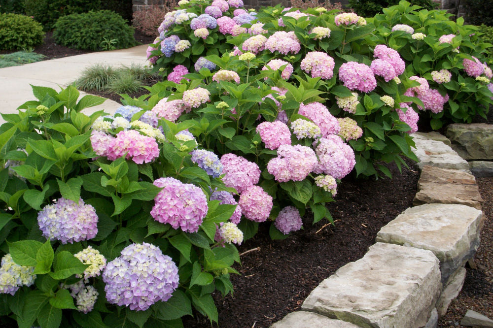 Endless Summer® The Original Hydrangea (Hydrangea macrophylla 'Bailmer') - 2 gallon -Ship Only