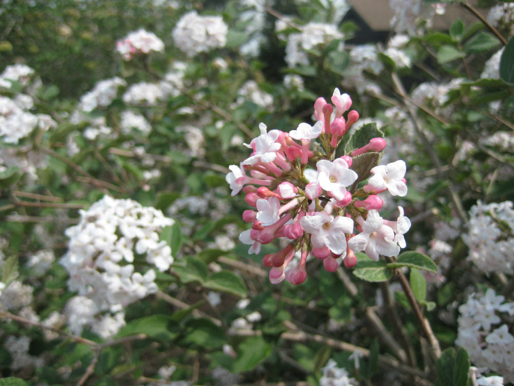 Compact Korean Spice Viburnum (Viburnum x 'Cayuga') - 3 gallon 18" -Ship Only