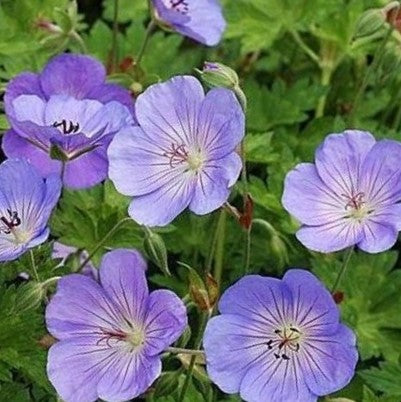 Azure Rush Cranesbill (Geranium azure 'Rush') - 1 gallon -Ship Only