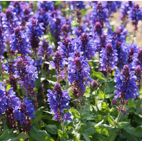 Blue Marvel Salvia (Salvia nemerosa 'Blue Marvel') - 1 gallon -Ship Only