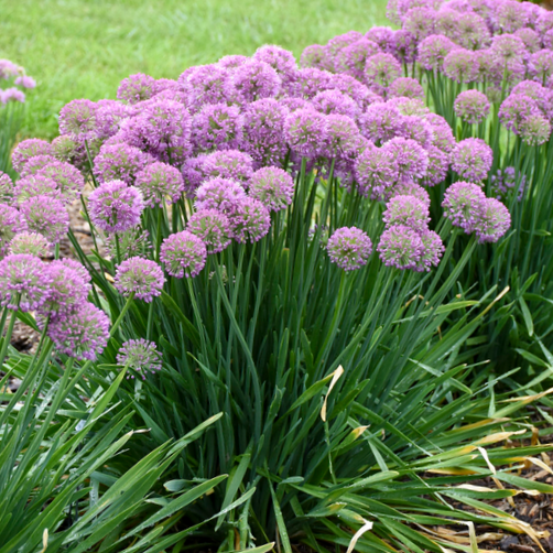 'Serendipity' Ornamental Onion (Allium serendipity) - 1 gallon -Ship Only