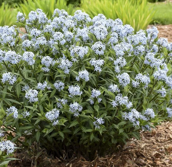 Blue Star Amsonia (Amsonia starstruck) - 1 gallon -Ship Only