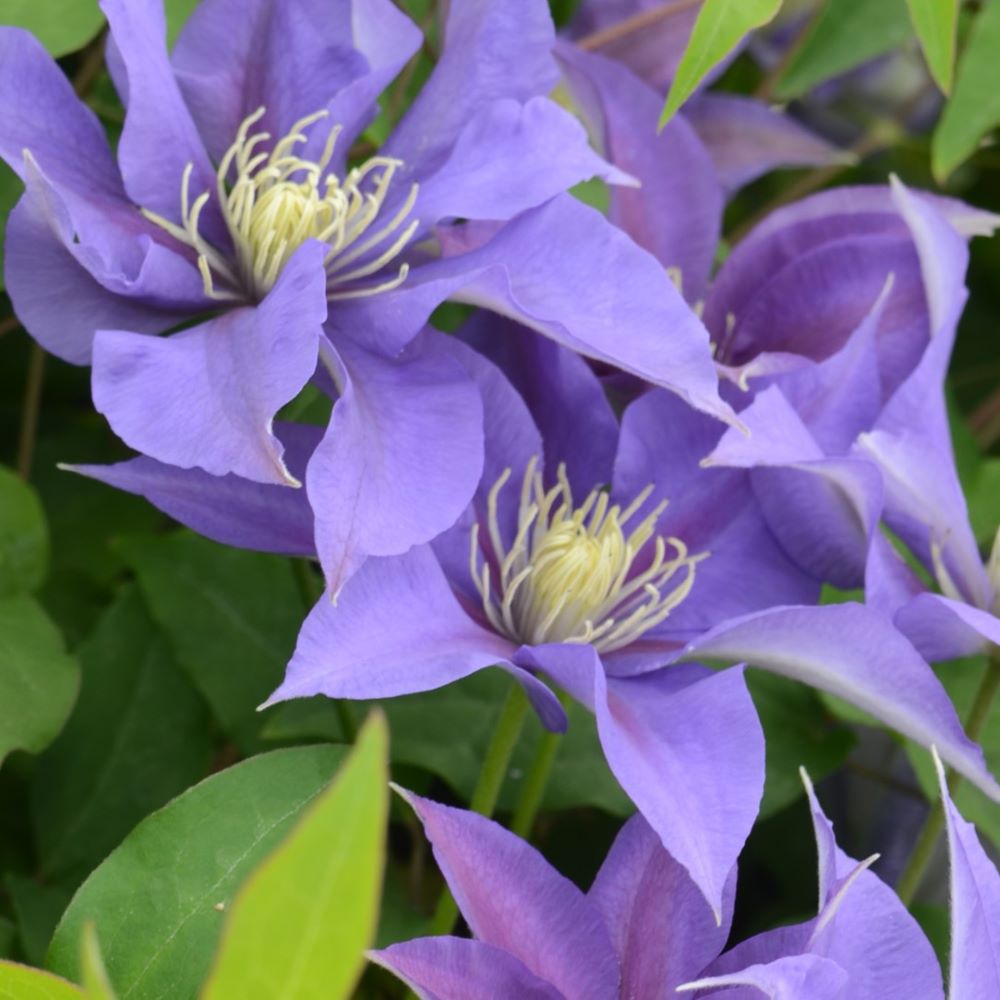 Olympia™ Clematis (Clematis olympia) - 1 gallon -Ship Only
