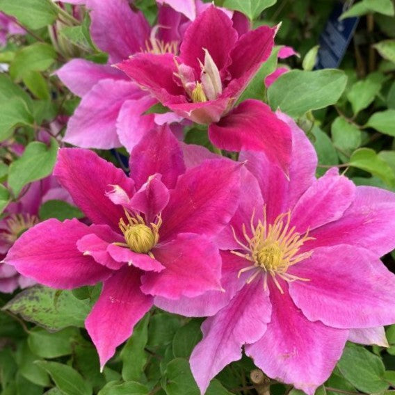 Vicki™ Clematis (Clematis vicki) - 1 gallon -Ship Only