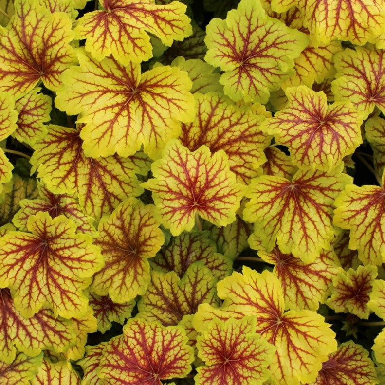 Red Lightning Coral Bells (Heuchera 'Red Lightning') - 1 gallon -Ship Only