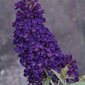 Buzz® Midnight Butterfly Bush (Buddleia 'Buzz Midnight') - 3 gallon -Ship Only