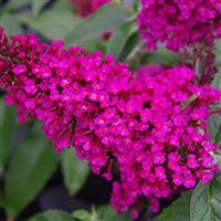 Buzz® Hot Raspberry Butterfly Bush (Buddleia 'Buzz Hot Raspberry') - 3 gallon -Ship Only