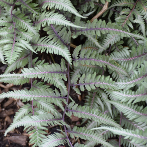 Fern Godzilla Japanese Painted (Athyrium 'Godzilla Painted') - 1 gallon -Ship Only