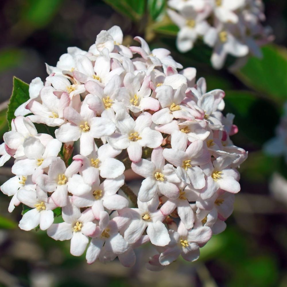 Spice Island® Korean Spice Bush (Viburnum carlesii 'Spice Island') - 3 gallon 15" -Ship Only