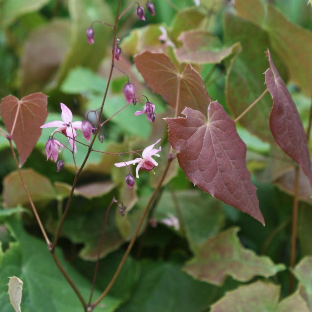 Pink Elf Barrenwort (Epimedium 'Pink Elf') - 1 gallon -Ship Only