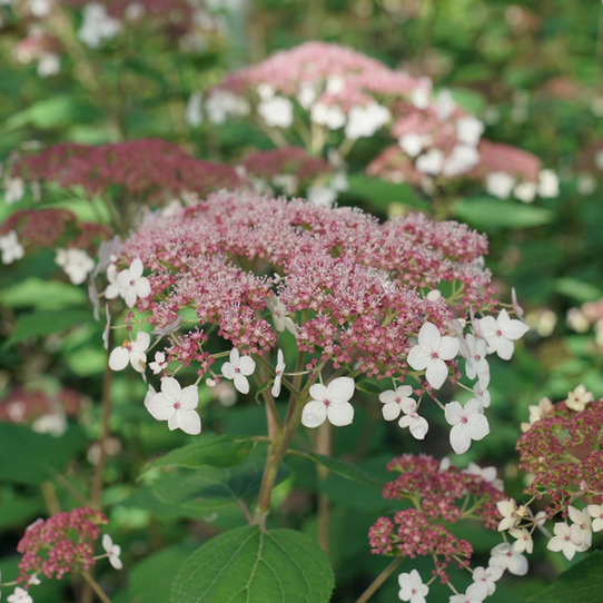 Hydrangea Pinky Pollen Ring™ (Hydrangea arborescens 'Pinky Pollen Ring') - 3 gallon -Ship Only