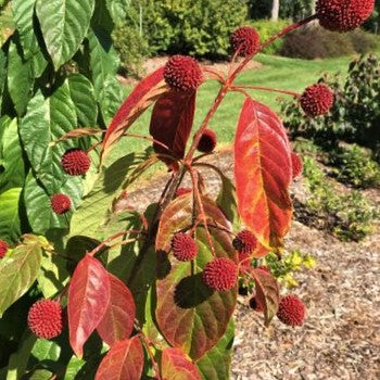 Cephalanthus Red Moon Rising™ Button Bush (Cephalanthus O 'Crimson Comet') - 3 gallon -Ship Only