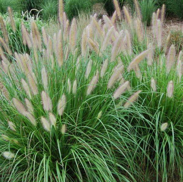 Etoufee™ Fountain Grass (Pennisetum 'Pe. Al. Etouffee') - 2 gallon -Ship Only