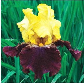 Blatant Bearded Iris (Iris germanica 'Blatant') - 1 gallon -Ship Only