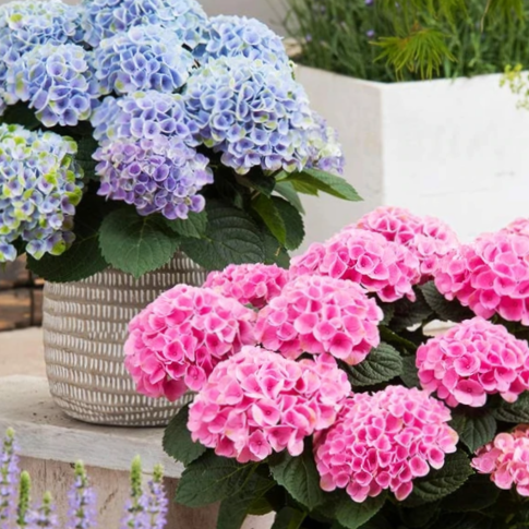 Elizabeth Ashley Hydrangea (Hydrangea macrophylla 'Elizabeth Ashley') - 3 gallon -Ship Only